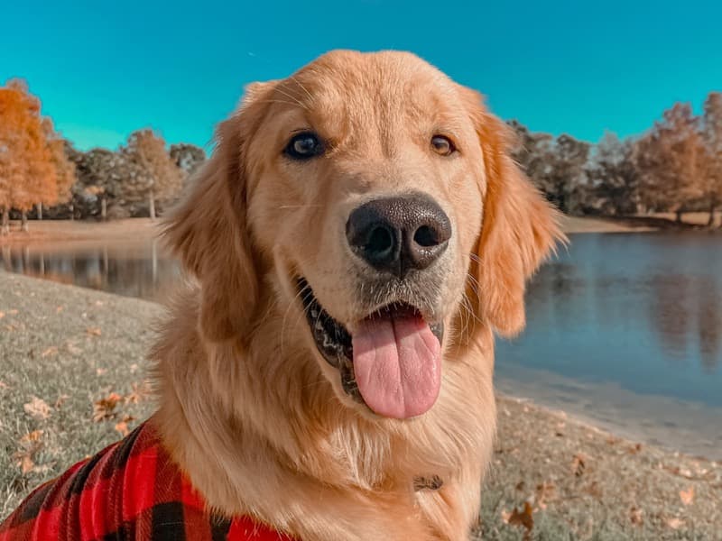 Simba primary photo