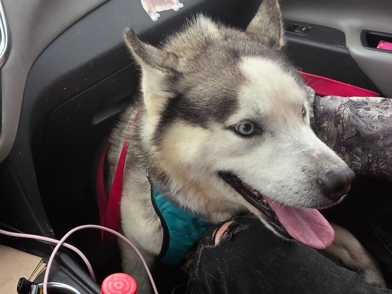 Siberian Husky 4 years 10 months old male large named Rambo for breeding in Williamsburg County, South Carolina | Petmeetly