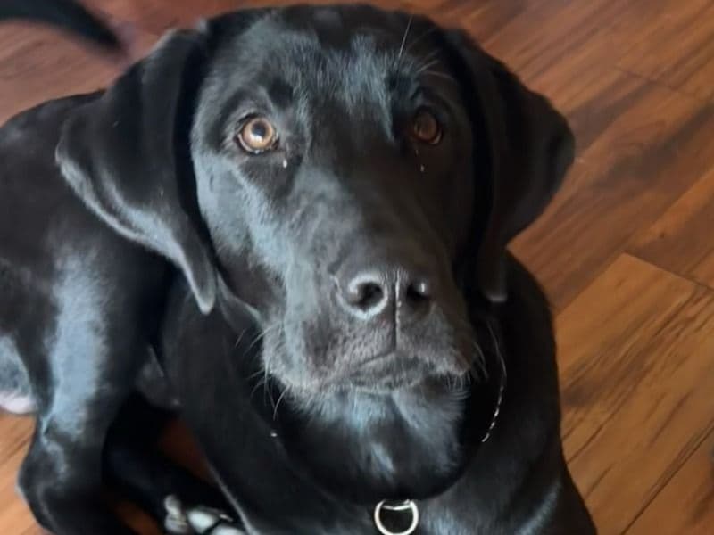 Labrador Retriever 1 year 5 months old male extra large named Cooper for breeding in Newville, Pennsylvania | Petmeetly