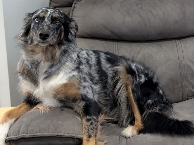 Australian Shepherd 1 year 8 months old female large named Lacey for breeding in Middlesex County, Ontario | Petmeetly