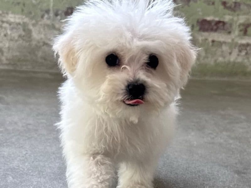 Bichon Frise 2 months old male small named Harley for sale in Macon County, Alabama | Petmeetly