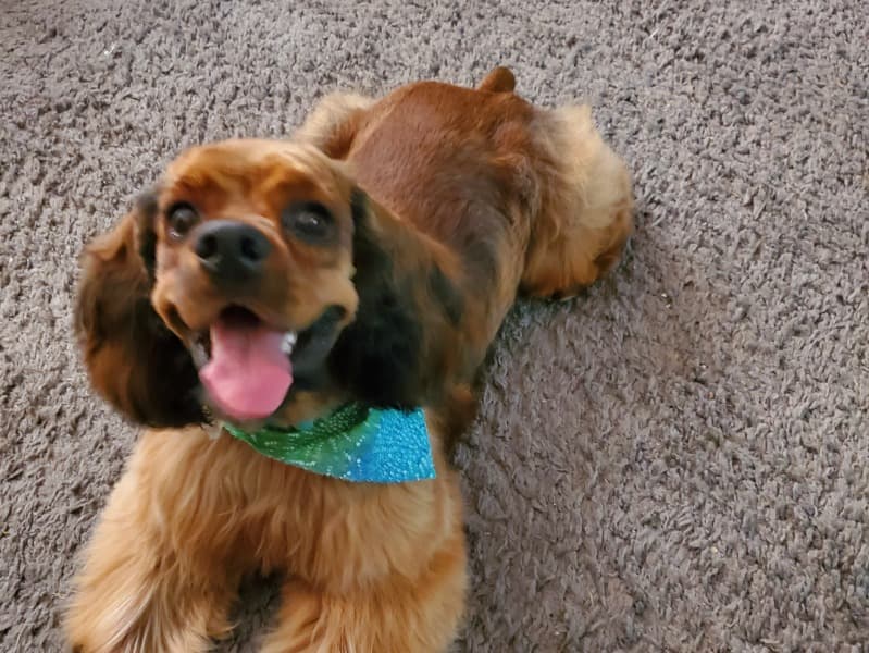 Teddy primary photo