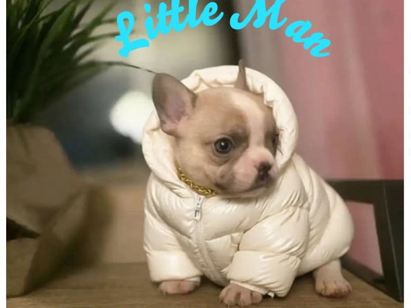 French Bulldog 2 months old male small named Little Man for sale in Montgomery County, Maryland | Petmeetly