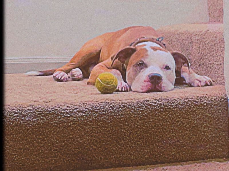 Rednose Pitbull Terrier 6 years 11 months old male large named Duke for breeding in Jonesboro, Georgia | Petmeetly