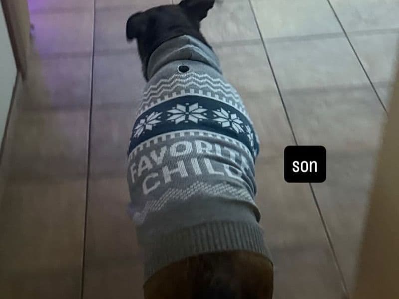 German Shepherd 2025 years old male medium named Bruno for breeding in Illinois | Petmeetly