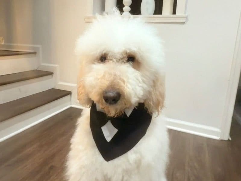 Goldendoodle 1 year 4 months old male extra large named Murphy for breeding in Washington, District of Columbia | Petmeetly