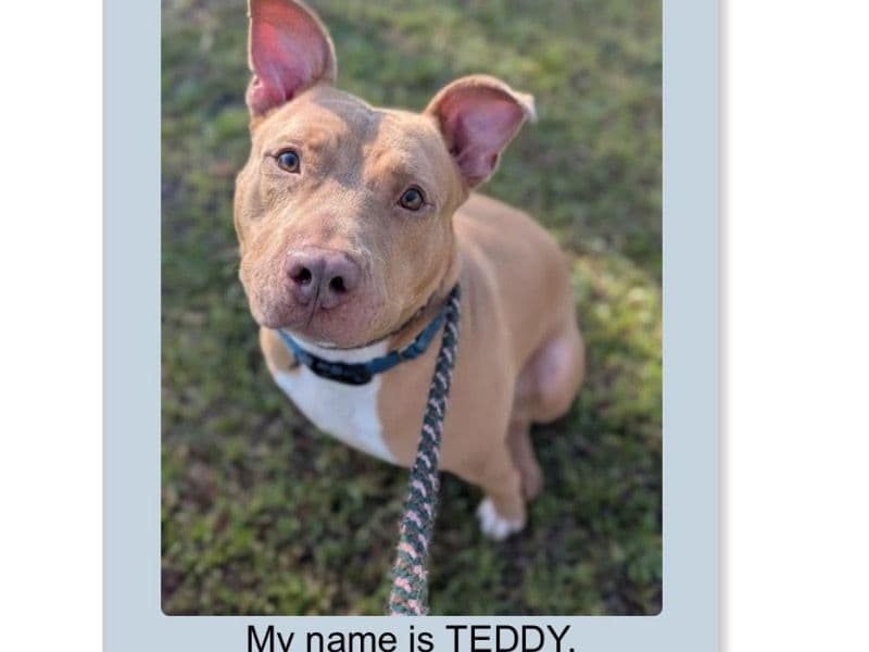 Teddy primary photo