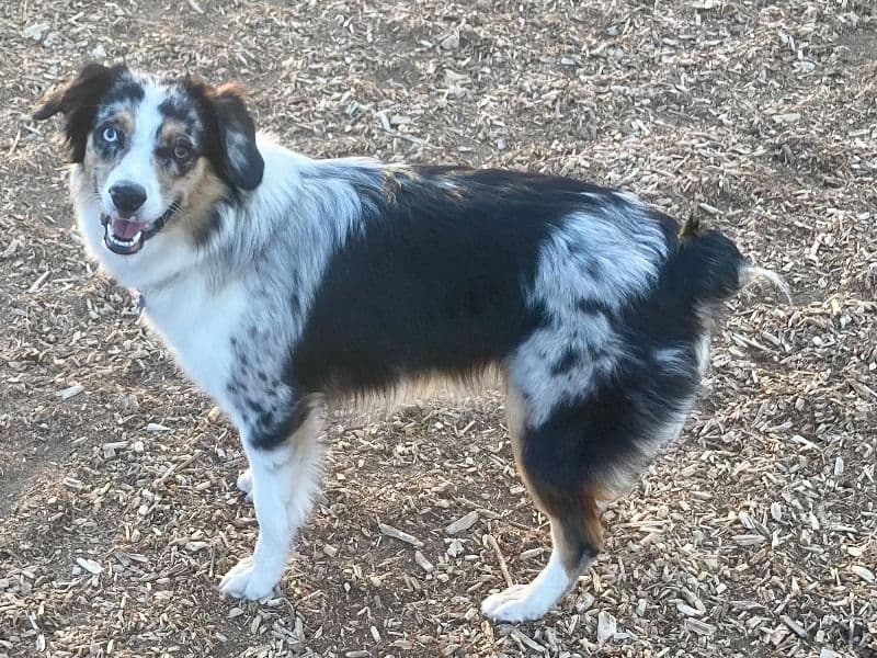 Roxie primary photo