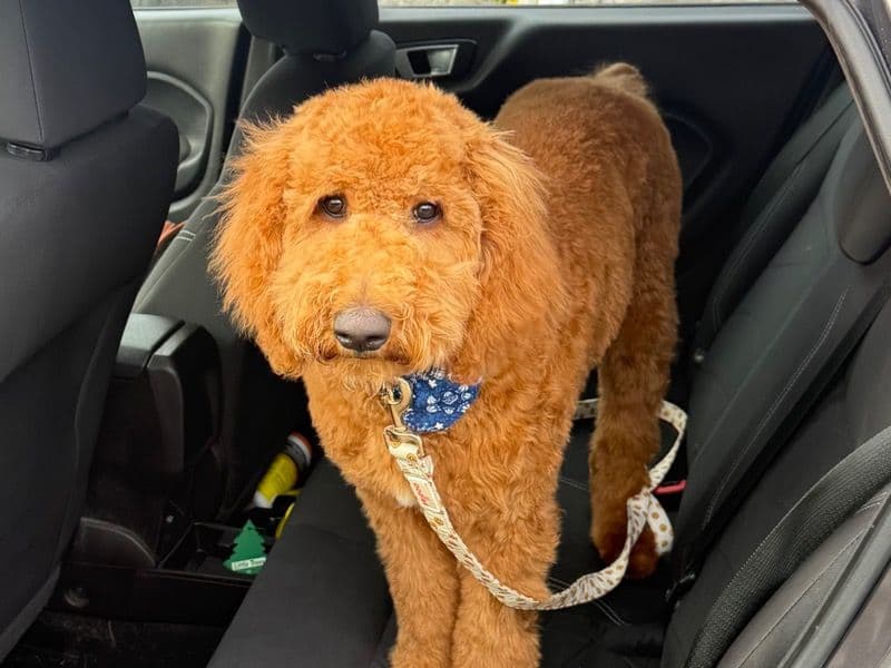 Standard Poodle 6 months old female large named S for sale in Haywood County, North Carolina | Petmeetly