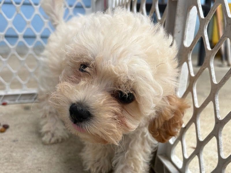 Poodle 6 months old male small named Lucas for sale in Bartow County, Georgia | Petmeetly