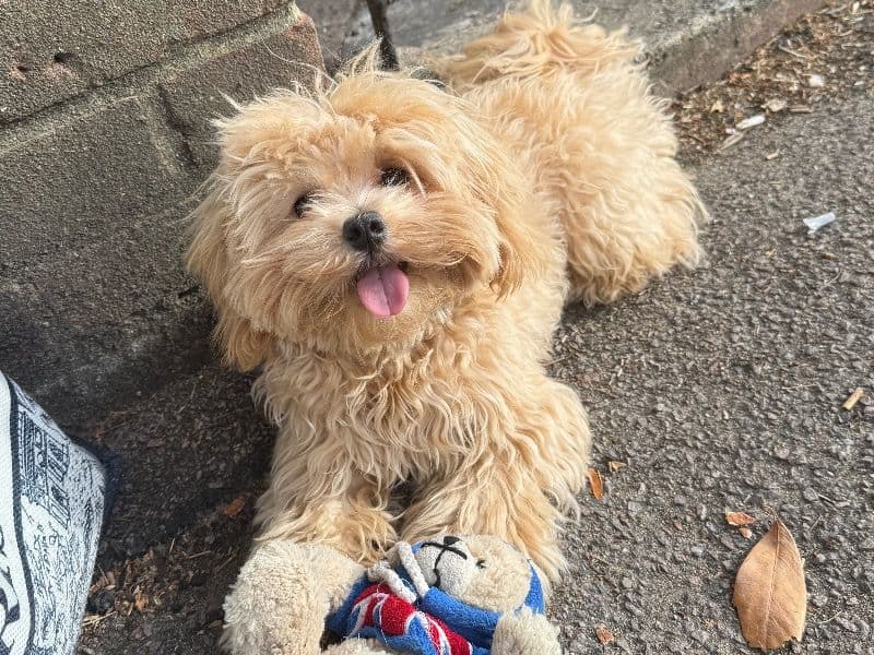 Cookie primary photo