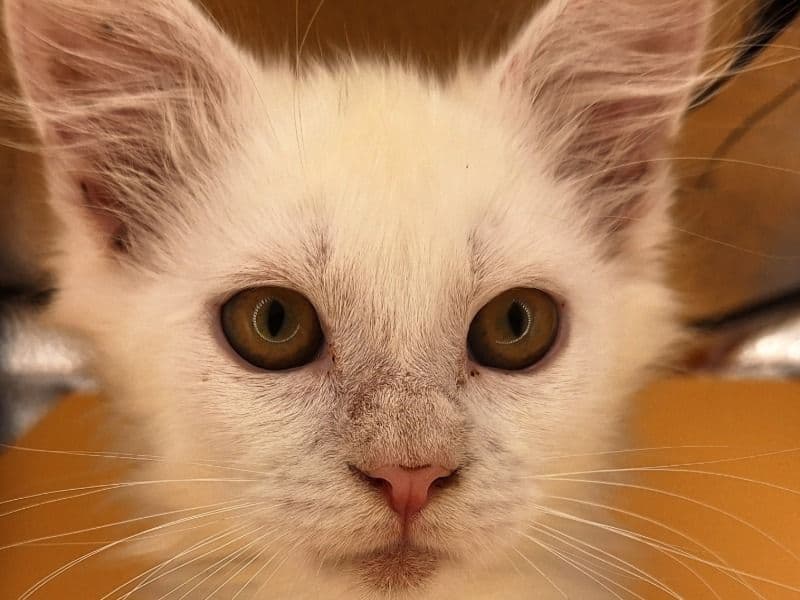 Maine Coon 3 months old male named Brodie for sale in Paulding County, Georgia | Petmeetly