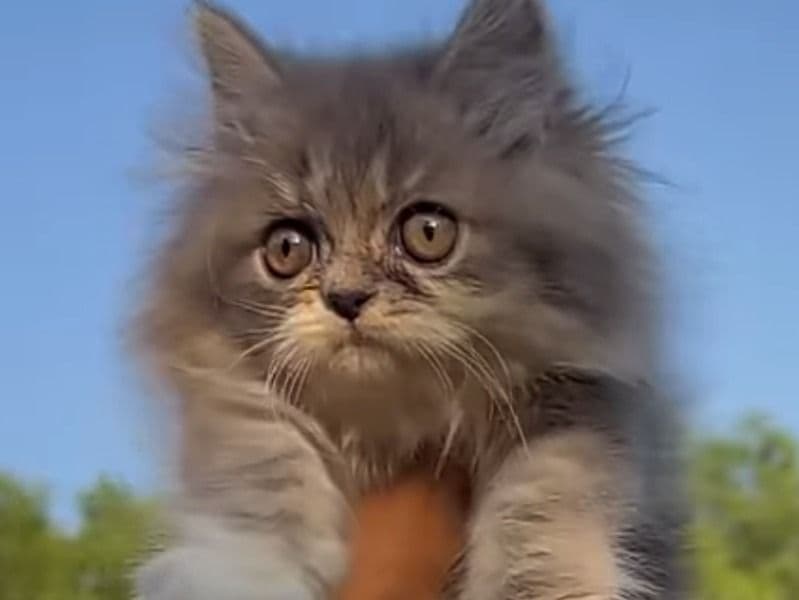 Bengal 1 year 11 months old female named Persian Cat Celico for breeding in Presidency Division, West Bengal | Petmeetly