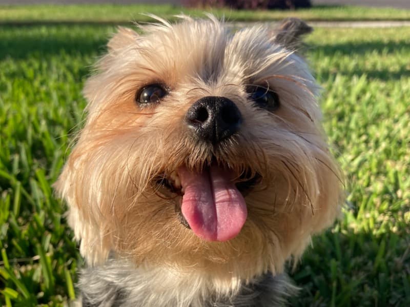 Chewy primary photo