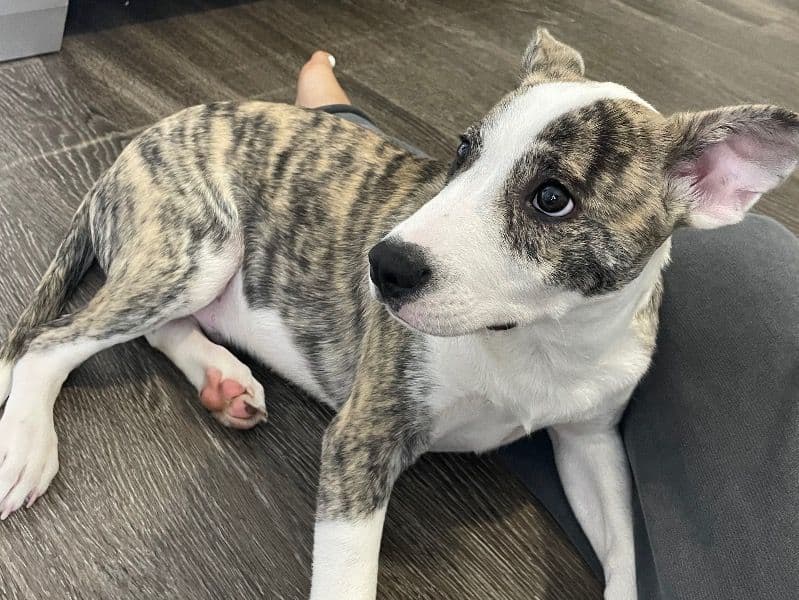 American PitBull Terrier 8 months old male medium named Zuko for sale in Hillsborough County, Florida | Petmeetly