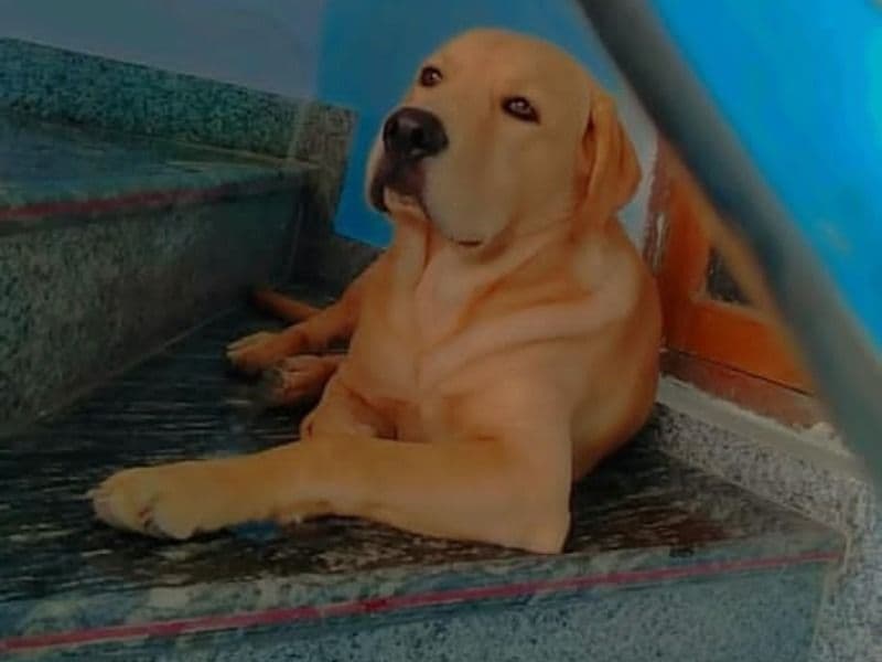 Labrador Retriever 4 years 6 months old male medium named Max for breeding in Ayodhya Division, Uttar Pradesh | Petmeetly