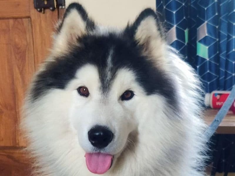 Max primary photo