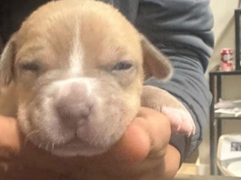 Rednose Pitbull Terrier Less than 1 month old male medium named Hulk for sale in Washington County, Oregon | Petmeetly