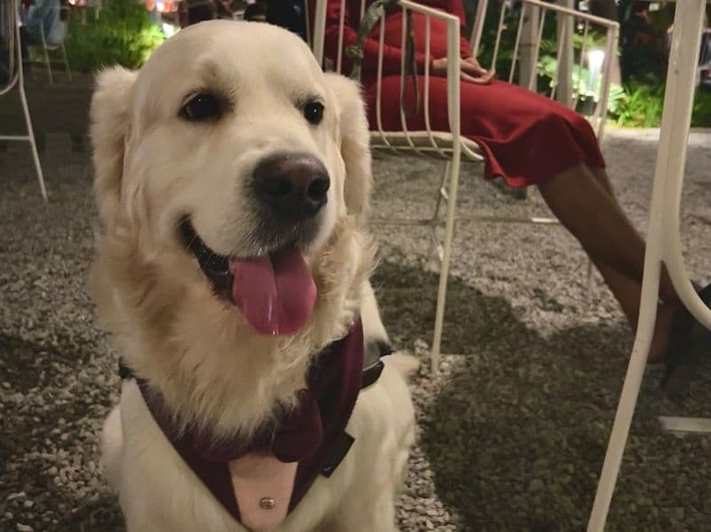 English Cream Retriever 2 years 4 months old male medium named Tintin for breeding in Bangalore Division, Karnataka | Petmeetly