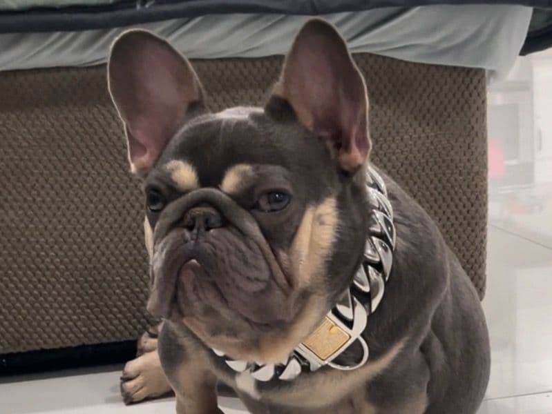 French Bulldog 1 year 5 months old male small named Gumby for breeding in Orange County, California | Petmeetly