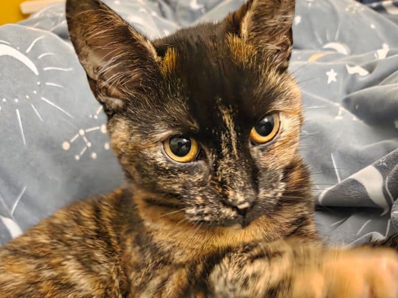 British Shorthair 11 months old female named Echo for breeding in Merseyside, England | Petmeetly