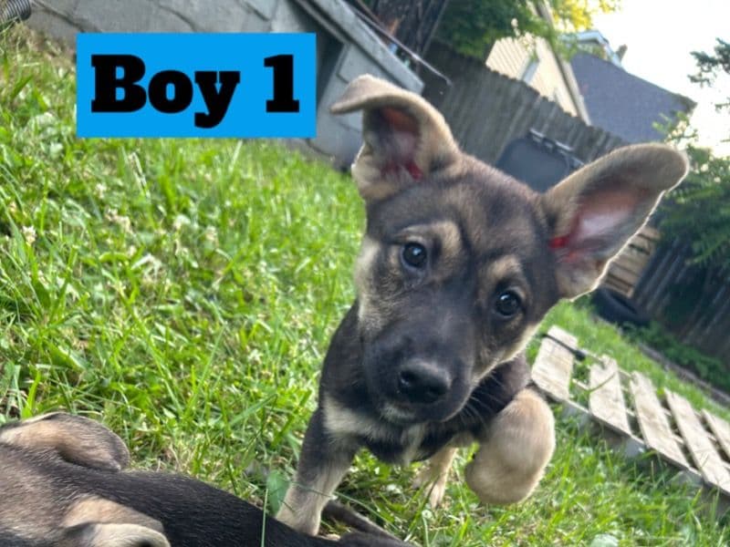 Norwegian Elkhound 6 months old male small named No Name for sale in Mahoning County, Ohio | Petmeetly
