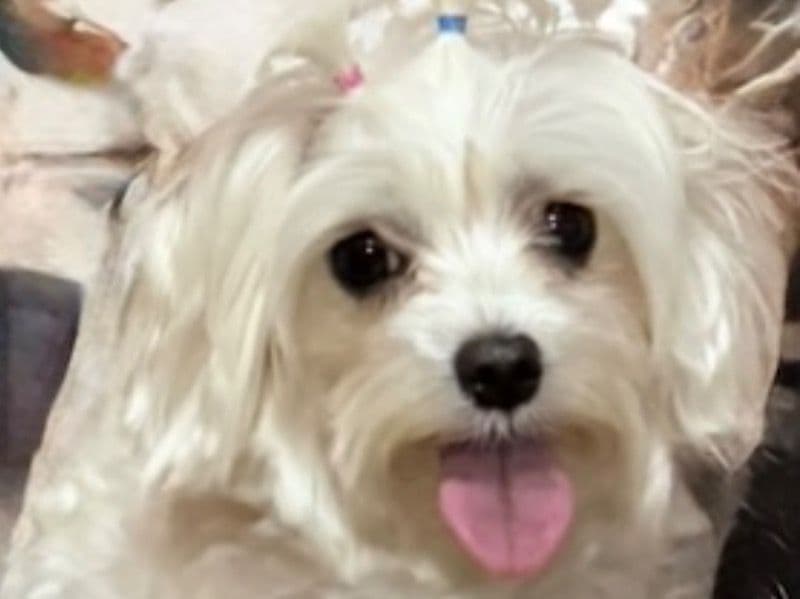 Bella primary photo