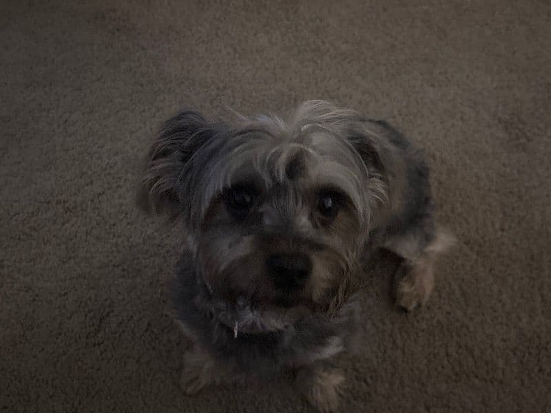 Yorkshire Terrier 3 years 4 months old male small named Milo 5 for sale in Montgomery County, Maryland | Petmeetly