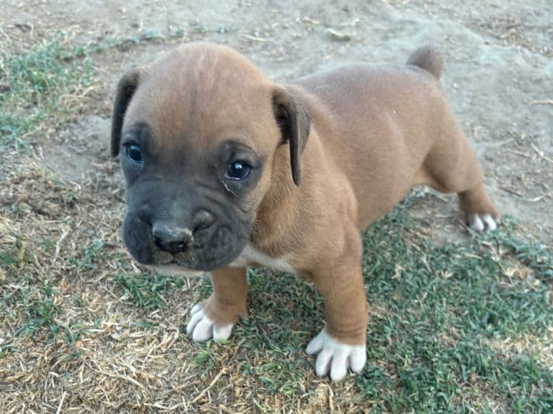 Boxer 5 months old male small named Pups for sale in Tulare County, California | Petmeetly