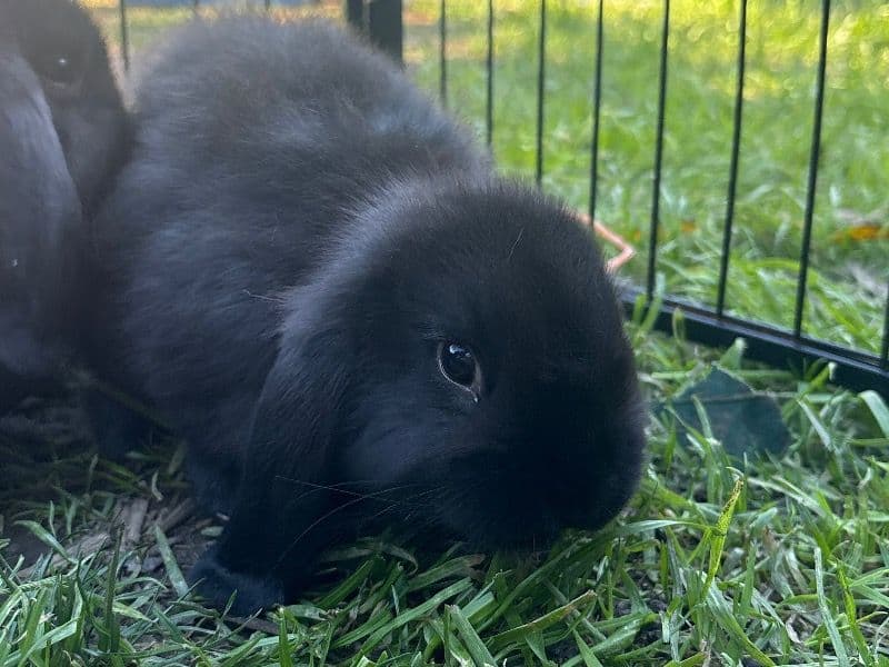 Holland Lop 2 months old male named Misty for sale in Long Beach, California | Petmeetly