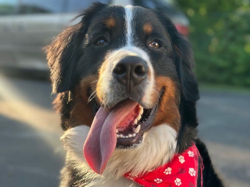 Bernese Mountain Dog 1 year old male large named Daxton for breeding in Cook County, Illinois | Petmeetly
