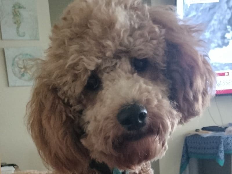 Biscotti primary photo