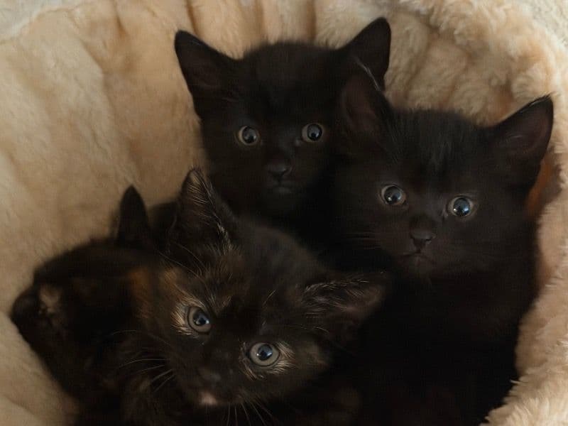 4 Kittens - Domestic Shorthair | Petmeetly