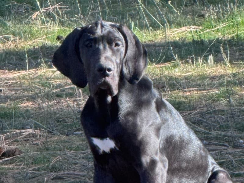 Great Dane 7 months old female medium named Betty for sale in Spokane County, Washington | Petmeetly
