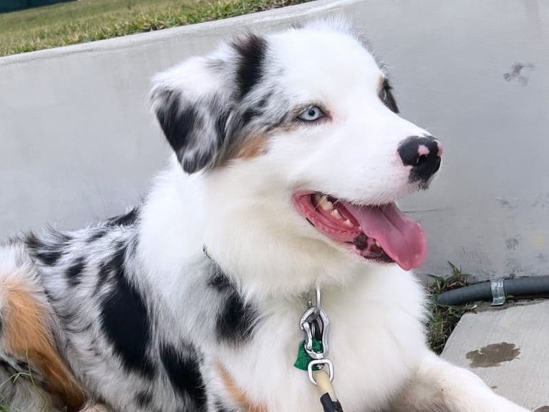 Australian Shepherd 3 years old male large named Air for breeding in Orange County, Florida | Petmeetly