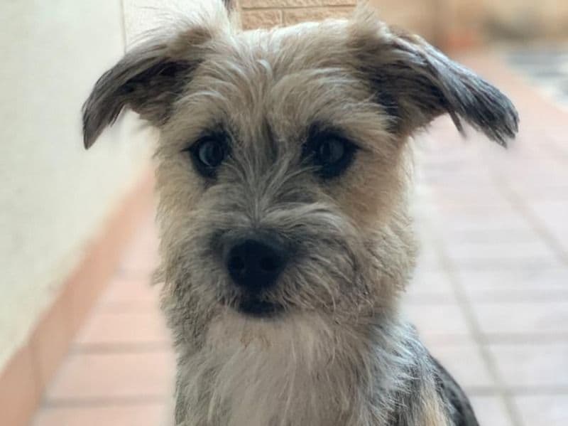 Border Terrier 7 years 1 month old male small named Rocky for breeding in Pune Division, Maharashtra | Petmeetly