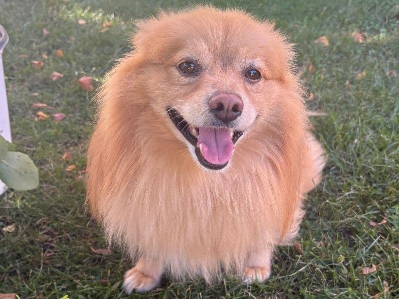 Milo primary photo