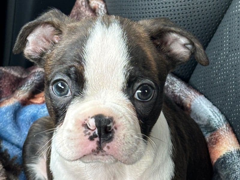 Boston Terrier 2 months old male small named Dobby for sale in Maricopa County, Arizona | Petmeetly