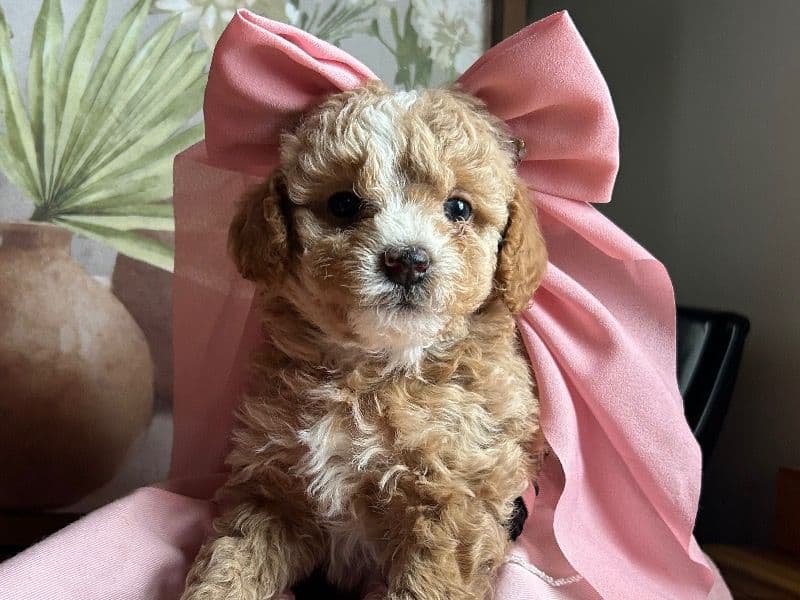 Miniature Poodle 1 month old female small named Bibi for sale in Perry County, Tennessee | Petmeetly