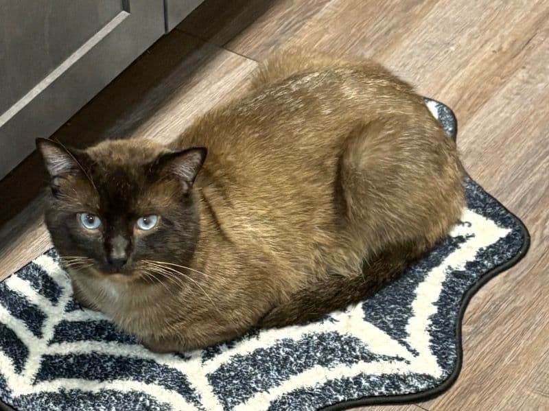 Siamese 8 years old male named Kenji for breeding in Marion County, Indiana | Petmeetly