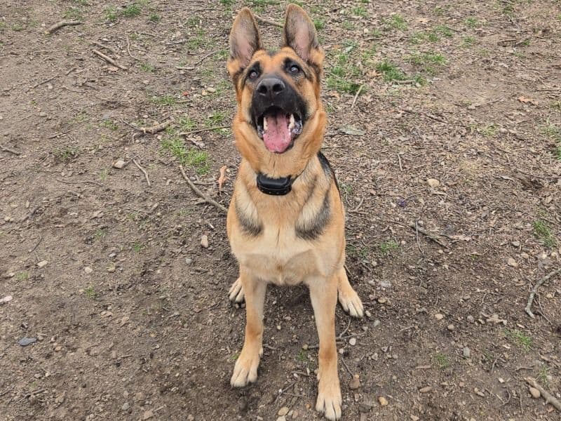 German Shepherd 2 years 9 months old female large named Delta for breeding in Calhoun County, Michigan | Petmeetly