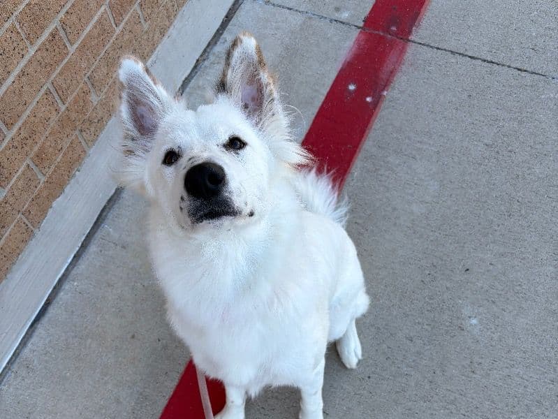 Siberian Husky 1 year 3 months old female large named Luna for sale in Tarrant County, Texas | Petmeetly