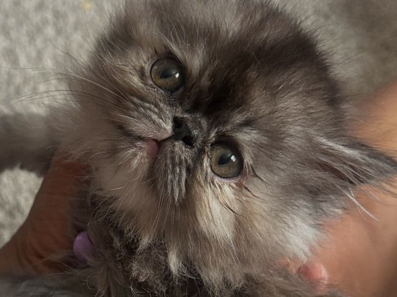 Saxony - Persian | Petmeetly