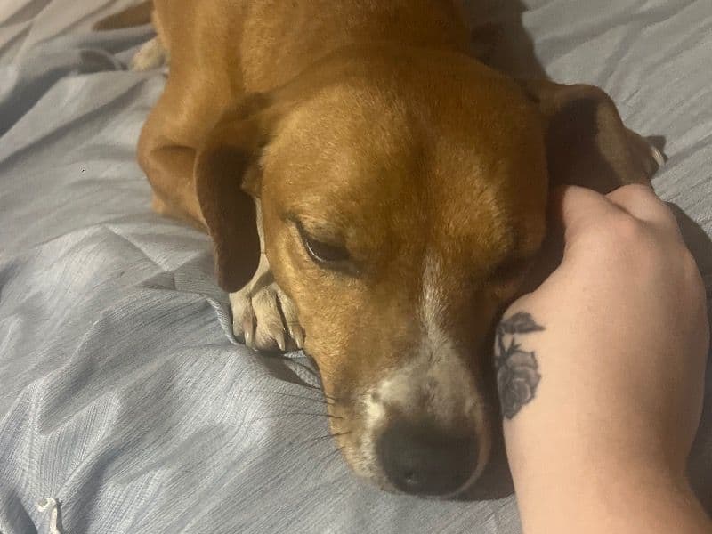 Chihuahua 2 years old female small named Fiesty for adoption in Laurens County, Georgia | Petmeetly