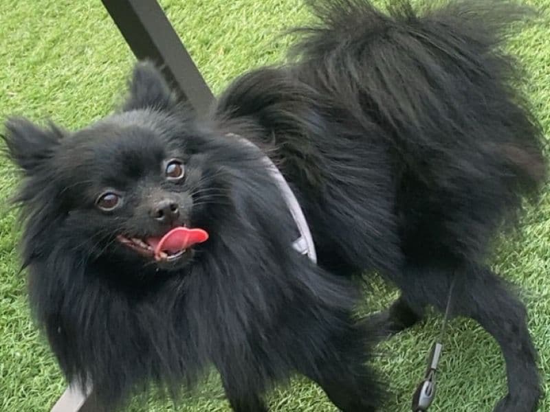 Pomeranian 1 year 9 months old male small named Timmy for breeding in Franklin County, Pennsylvania | Petmeetly