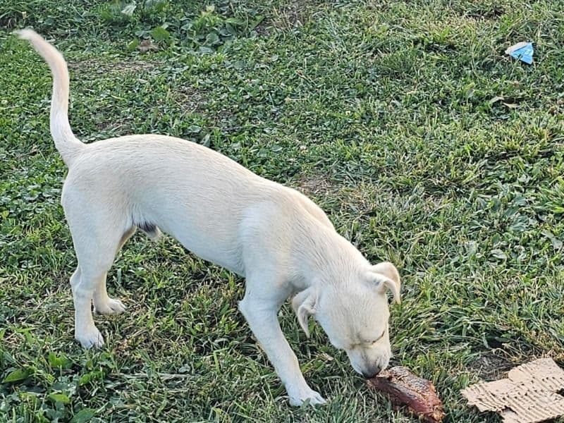 Chihuahua 9 months old male medium named Snowball for sale in Cass County, Indiana | Petmeetly