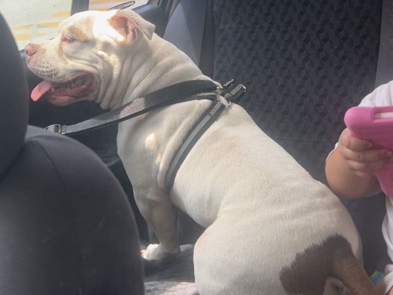 American Pocket Bully 1 year old male large named Ghost for breeding in City of Rockingham, Western Australia | Petmeetly