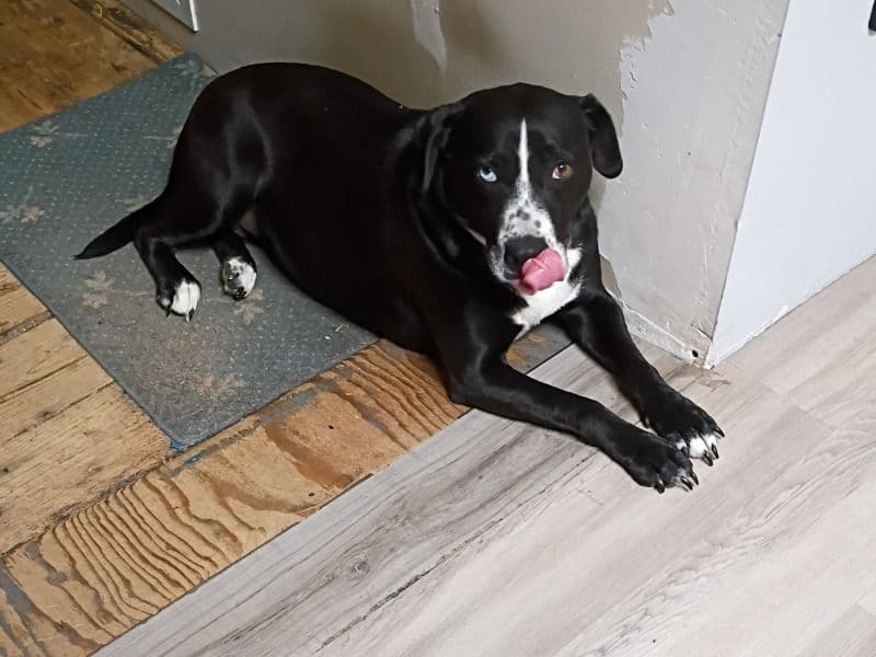 Lyra - Labrador Retriever | Petmeetly