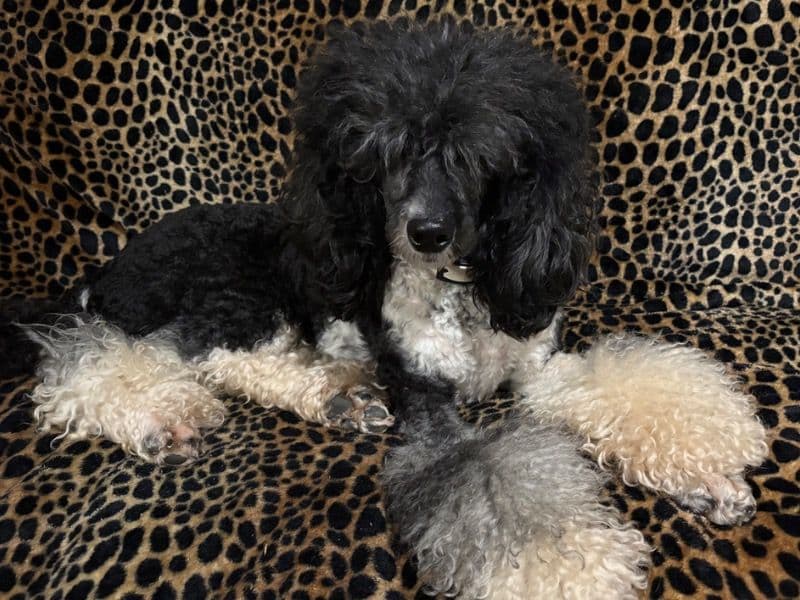 Viola - Poodle | Petmeetly