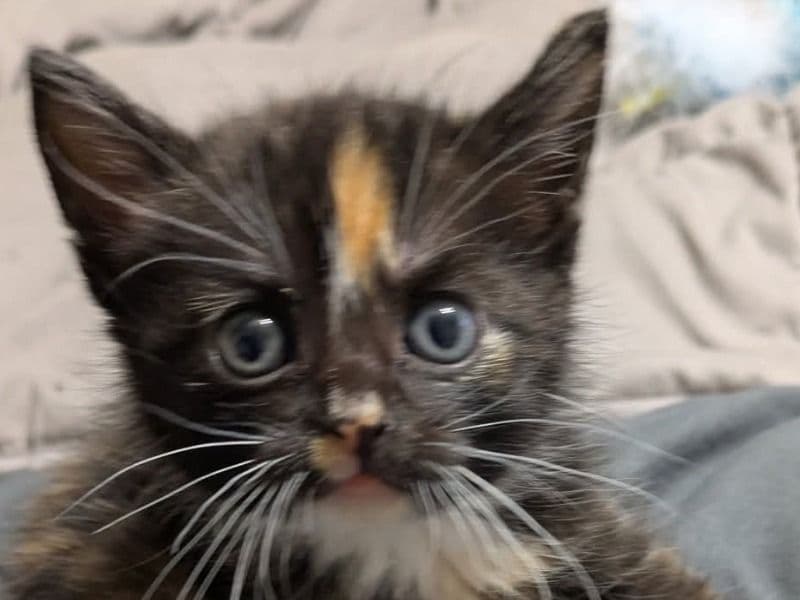 Tabby 1 year 2 months old female named Aurora for breeding in Winnebago County, Iowa | Petmeetly